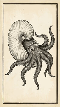 Argonaut Octopus Female Paper Shell Home Arms Monochrome Vector