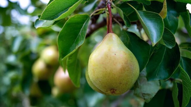 A ripe pear hangs from a tree branch, surrounded by green leaves. The pear is slightly yellow-green and has a smooth skin. In the background, other pears are visible on the tree