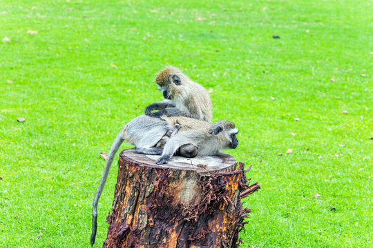 Two vervet monkeys