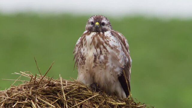 Common Buzzard Perched on a Manure Pile in a Rural Winter Landscape, Wild Bird of Prey in Germany, 4K