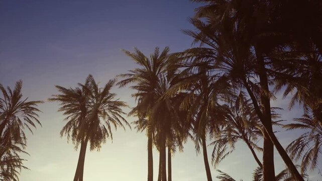 Sunlit palm canopy in algeria sky, warm amber glow backlights fronds, high contrast silhouettes, cinematic mood for lifestyle and tourism use