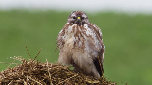 Common Buzzard Perched on a Manure Pile in a Rural Winter Landscape, Wild Bird of Prey in Germany, 4K