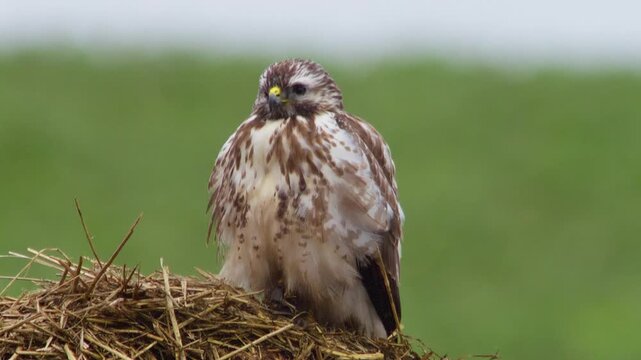 Common Buzzard Perched on a Manure Pile in a Rural Winter Landscape, Wild Bird of Prey in Germany, 4K