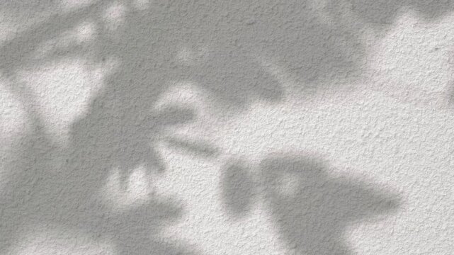 Shading leaves on concrete wall video