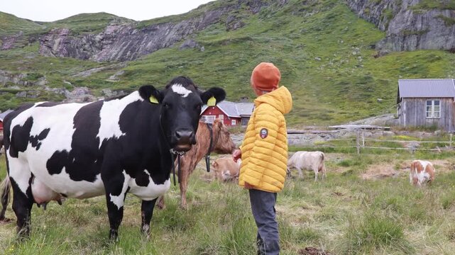 Cute preschool child in yellow jacket, caressing cow on a farm in Norway, national park Jotunheim, rorbu house in the background, mountain, nature