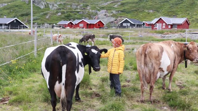Cute preschool child in yellow jacket, caressing cow on a farm in Norway, national park Jotunheim, rorbu house in the background, mountain, nature