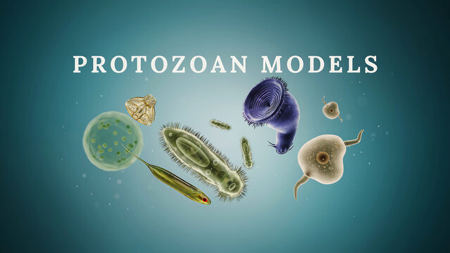 Scientific illustration of various protozoan organisms including ciliates and amoeba species