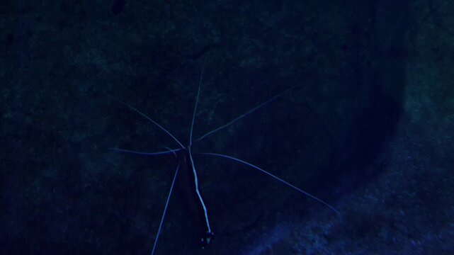 Long-arm brittle star with slender, branching arms extends across a shadowy underwater environment. the calm and mysterious ocean floor setting emphasizes the creature's unique structure and movement.