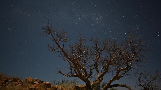 Night photography of star trails in Africa, dry tree in the foreground, African landscape. Timelapse.