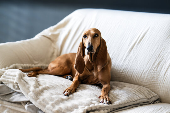 Scent hound (segugi italiano a pelo raso) bitch on a sofa