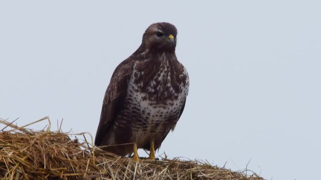 Common Buzzard Perched on a Manure Pile in a Rural Winter Landscape, Wild Bird of Prey in Germany, 4K