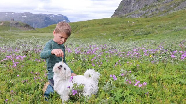 Happy child, boy and his dog, maltese breed, playing in the nature, Norway in the morning, beautiful mountains, enjoying peaceful nature