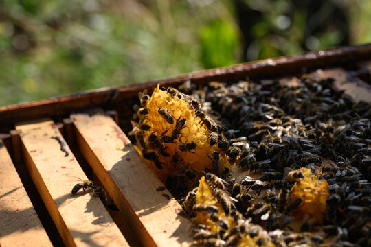 Open hive frame with bright wax comb and bees