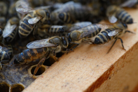 Close-up of bee on wooden frame edge with hive blur. Queen bee visible