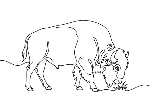 A single line drawing of a bison grazing in a field while looking down