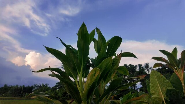 Lush Green Cordyline Ti Plant Leaves Standing against Blue Sky and Clouds, 4K Slow Motion Cinematic Background