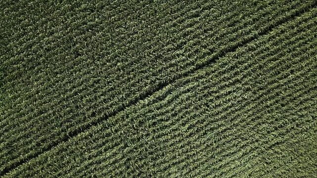 Cinematic aerial footage of lush green corn plantings waving in the breeze, captured top-down by drone. Neatly aligned crop rows create striking patterns under bright daytime light.