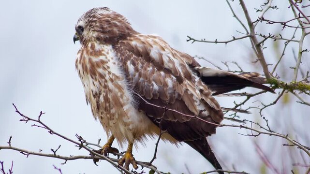 Common Buzzard Perched in Tree Branches, Scanning the Landscape for Prey, Winter Wildlife in Germany, 4K