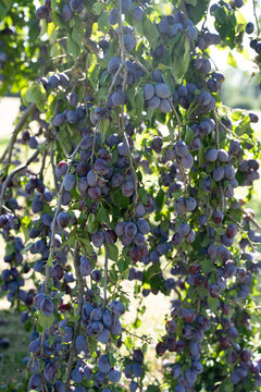 plums, plum tree, plum harvest, ripe plums