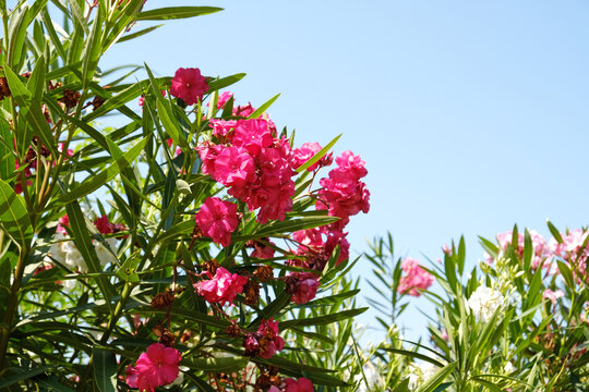 Pink oleander blossoms in full bloom with glossy green foliage, a vibrant ornamental shrub for garden, landscape, and nature themes.
