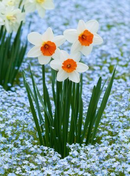 White and orange daffodils blooming in a field of small blue flowers in spring garden.