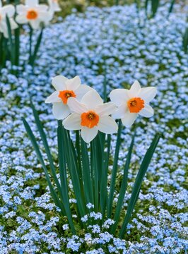 White and orange daffodils blooming in a field of small blue forget-me-not flowers