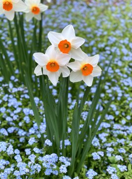 White daffodils with orange centers blooming in spring meadow with blue forget-me-nots