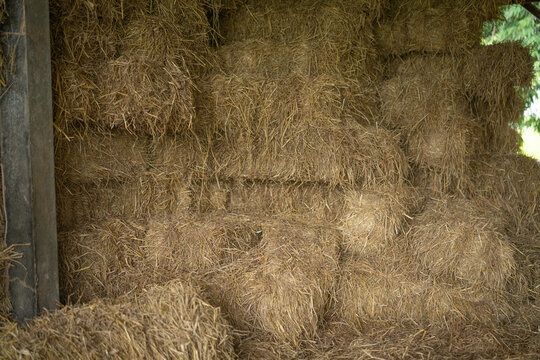 Dry straw bale and agricultural byproducts. stacked yellow straw bales for animal fodder and livestock bedding. Straw bales in sustainable farming. Agricultural byproducts. Agricultural practices.