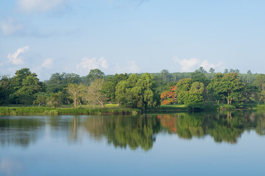 Serene lake reflecting dense green woodland and a flowering tree beneath a bright blue sky in the countryside during daylight, highlighting natural beauty, biodiversity and ecological harmony.