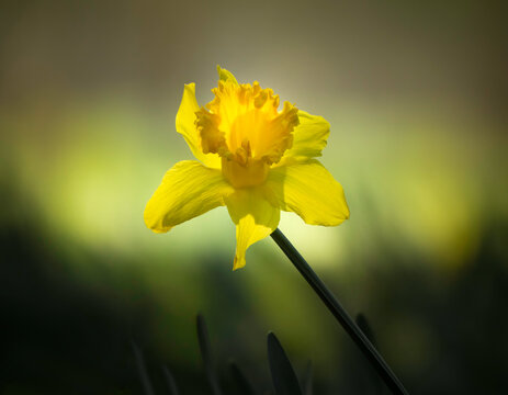 Daffodil