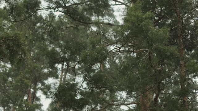 Pine trees in sharp focus during gloomy winter weather, with snow falling against a dark overcast sky.