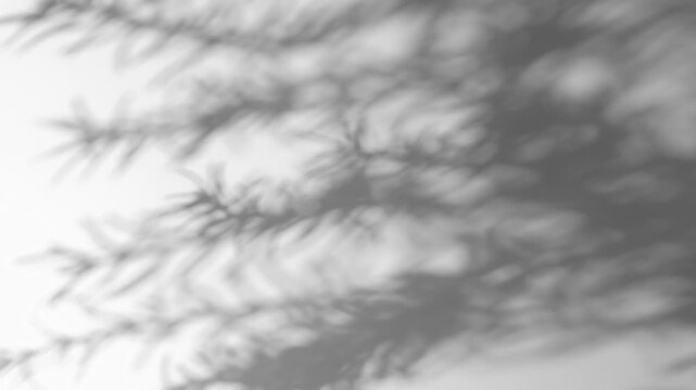Abstract shadow of pine branch leaves swaying on white wall background, gobo shadow overlay concept