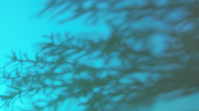 Abstract pine branch leaves shadow swaying on vibrant cyan blue wall background, gobo shadow overlay concept