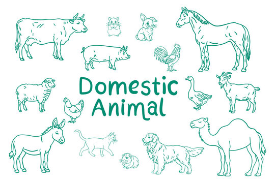 Hand drawn domestic animals