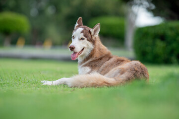 A beautiful Siberian Husky relaxing on a lush green lawn in a peaceful garden. The dog has striking blue eyes, brown and white fur. © Sakorn