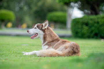 A beautiful Siberian Husky relaxing on a lush green lawn in a peaceful garden. The dog has striking blue eyes, brown and white fur. © Sakorn