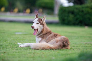 A beautiful Siberian Husky relaxing on a lush green lawn in a peaceful garden. The dog has striking blue eyes, brown and white fur. © Sakorn