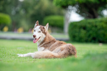 A beautiful Siberian Husky relaxing on a lush green lawn in a peaceful garden. The dog has striking blue eyes, brown and white fur. © Sakorn