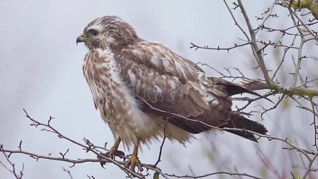 Common Buzzard Perched in Tree Branches, Scanning the Landscape for Prey, Winter Wildlife in Germany, 4K