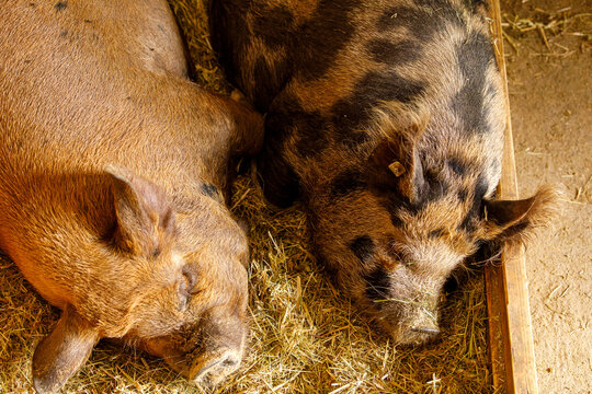 Two domestic pigs, one brown and one spotted, sleeping peacefully on a bed of hay in a farm barn.