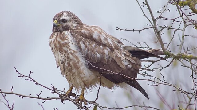 Common Buzzard Perched in Tree Branches, Scanning the Landscape for Prey, Winter Wildlife in Germany, 4K