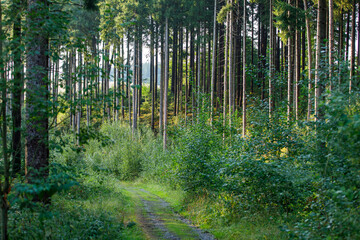 Fototapeta premium Peaceful forest path winding through a dense, green woodland with tall trees and lush undergrowth.