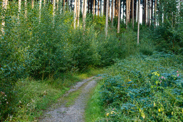Fototapeta premium Narrow gravel path winding through lush green bushes and tall trees in a serene summer forest.