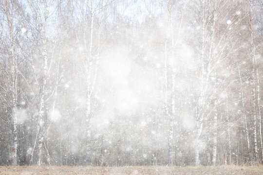 Snowy winter background in the park, blurred abstract seasonal backdrop, snowflake texture, light landscape background