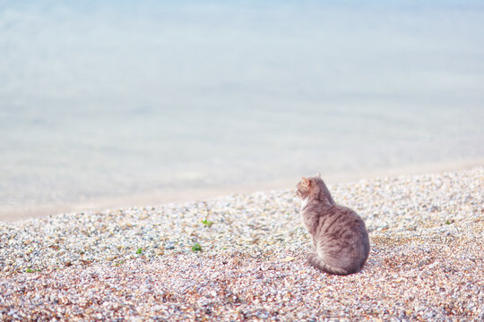 A stray cat, a poor animal, a city cat, loneliness requires care.