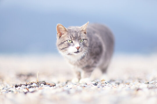 A stray cat, a poor animal, a city cat, loneliness requires care.