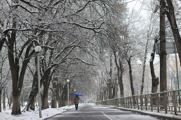 Fototapeta premium Snowfall in a winter park, landscape trees covered with snow, nature background, seasonal weather background