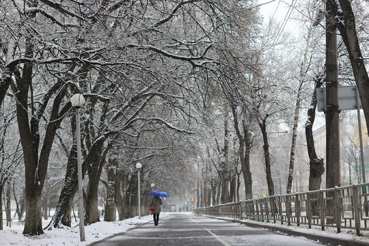 Snowfall in a winter park, landscape trees covered with snow, nature background, seasonal weather background