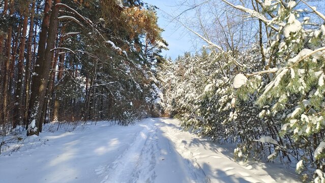 Pedestrians trampled paths through the snowdrifts covering the forest after the snowfall. Adult and young pine trees and deciduous trees grow nearby. Sunny and frosty winter weather and blue sky
