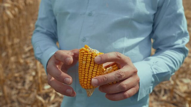 Farmer counting kernel rows on a harvested corn cob to estimate crop yield during field scouting in a dry maize plantation
